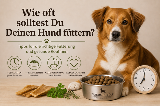 Wie oft solltest Du Deinen Hund füttern?