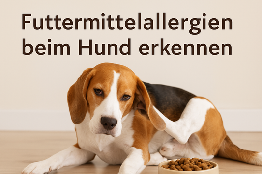 Futtermittelallergien beim Hund erkennen