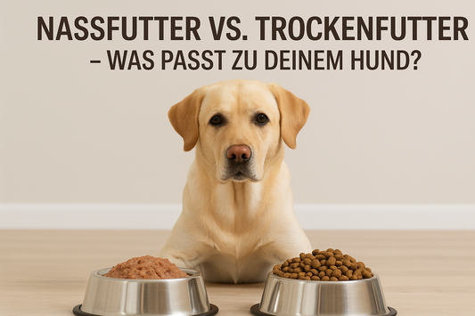 Nassfutter vs. Trockenfutter – was passt zu Deinem Hund?