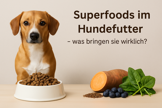 Superfoods im Hundefutter – was bringen sie wirklich?