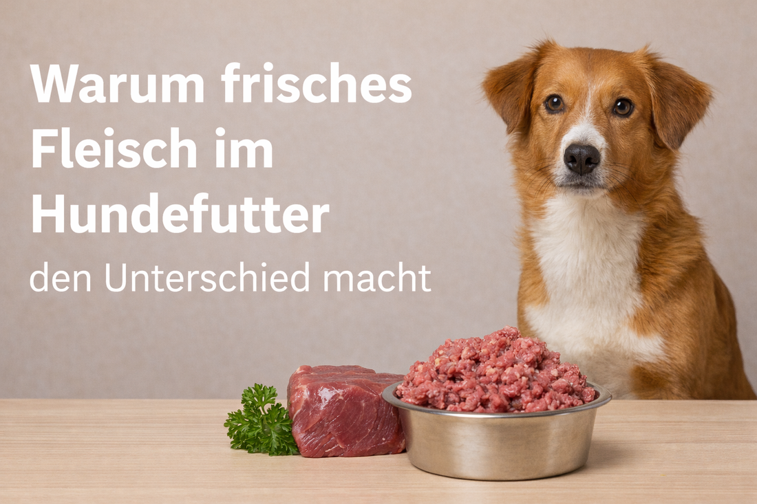 Warum frisches Fleisch im Hundefutter den Unterschied macht