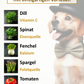 Schottischer Lachs mit Dill, Spinat, Fenchel, Spargel & Tomate